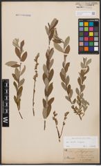 Foto von Salix aurita L. x Salix repens L.